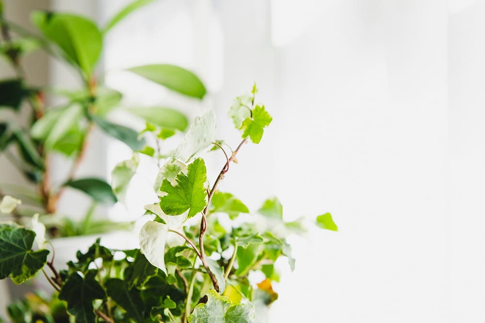 室内の観葉植物